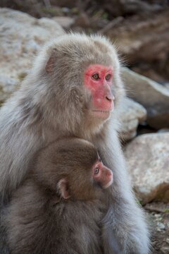 Japanese macaque (Macaca fuscata), mother cuddles with young animal, Yamanochi, Nagano Prefecture, Honshu Island, Japan