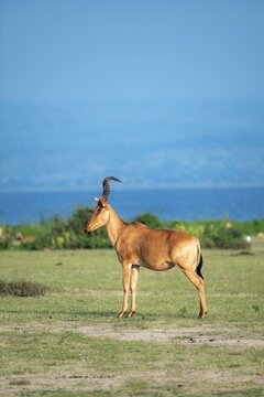 Lelwel hartebeest (Alcelaphus lelwel), on the shores of Lake Albert, Murchison Falls National Park, Uganda