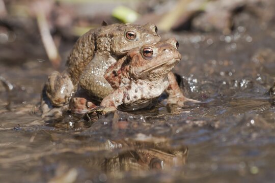 Common Toads (Bufo bufo), pair in a pond, North Hesse, Hesse, Germany