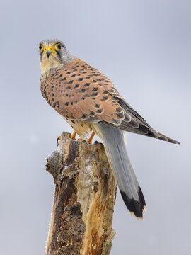 Common kestrel (Falco tinnunculus), adult male on willow post, biosphere reserve, Swabian Alb, Baden-W&uuml;rttemberg, Germany
