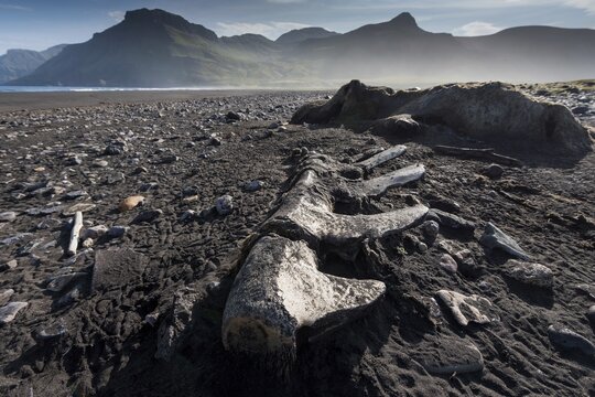 Whale skeleton, beach, Brei&eth;av&iacute;k, East Fjords, V&iacute;knasl&oacute;dir, Iceland