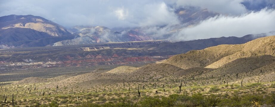 Altiplano covered with Card&oacute;n cacti (Echinopsis atacamensis), near Cachi, Salta Province, Argentina