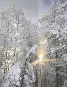 Sun rays in a light mist, Mt. Unterberg, Lower Austria, Austria, Europe