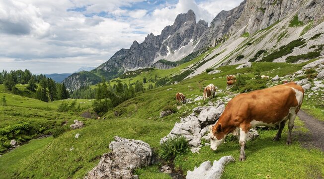 Hiking trail from the Adamekh&uuml;tte to the Hofp&uuml;rglh&uuml;tte, cows grazing on alpine meadow, view of mountain ridge with mountain peak Gro&szlig;e Bischofsm&uuml;tze, Salzkammergut, Upper Austria, Austria