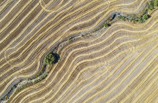 Abstract patterns in cornfield after wheat harvest, dry stream, aerial view, drone shot, C&oacute;rdoba province, Andalusia, Spain