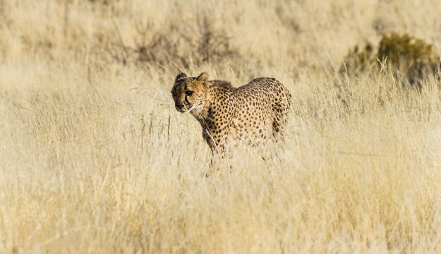 Cheetah (Acinonyx jubatus) stalking through the tall grass, Namibia