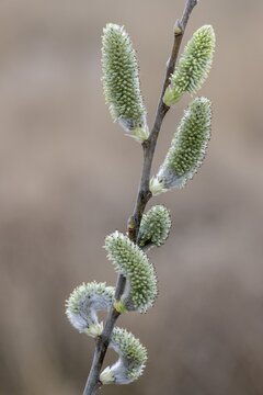 Willow catkins (Salix alba), Emsland, Lower Saxony, Germany