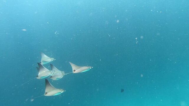 The bentfin devil ray (Mobula thurstoni), also known as the lesser devil ray, smoothtail devil ray, smoothtail mobula or Thurston's devil ray, is a species of ray in the family Mobulidae, Indian Ocean