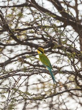 Blue-cheeked Bee-eater (Merops persicus) perched on a dry acacia tree, Etosha National Park, Namibia