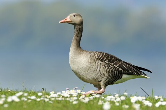Graylag goose (Anser anser) standing in a meadow with daisies, Zug, Switzerland, Europe