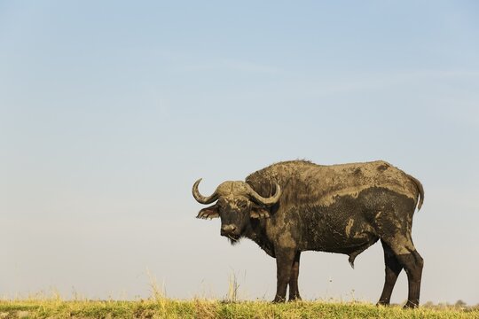 Cape Buffalo (Syncerus caffer caffer), bull at the bank of the Chobe River, photographed from a boat, Chobe National Park, Botswana