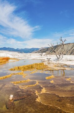 Dead trees on sinter terraces, hot springs, orange mineral deposits, Palette Springs, Upper Terraces, Mammoth Hot Springs, Yellowstone National Park, Wyoming, USA