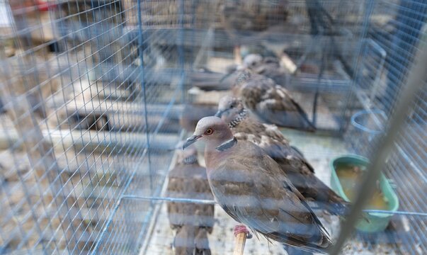 Cage with pigeons, bird market, Yogyakarta, Java, Indonesia