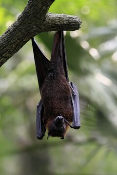 Kalong flying fox (Pteropus vampyrus), adult, resting, in sleeping tree, during the day, Singapore, Southeast Asia