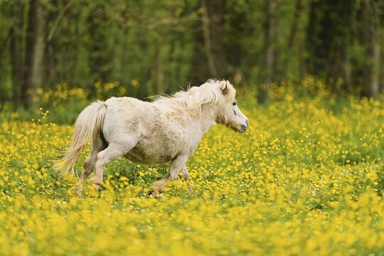 Icelandic horse (Equus islandicus), grey horse galloping on field of flowering buttercup (Ranunculus), captive, Switzerland