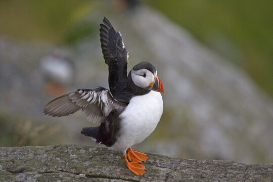 Atlantic Puffin (Fratercula arctica) spreading its wings, Runde Island, Norway, Scandinavia, Europe