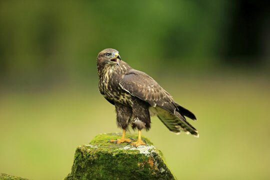 Buzzard (Buteo buteo) adult, calling, on perch, Eifel, Germany