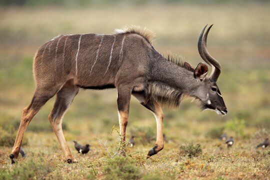 Zambezi greater kudu (Strepsiceros zambesiensis), adult, male, running, Addo Elephant National Park, Eastern Cape, South Africa