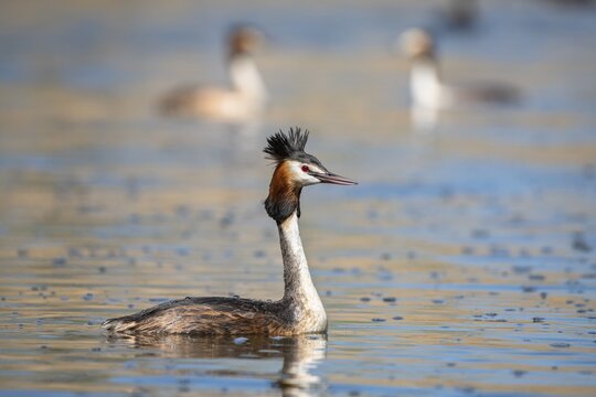Great crested grebe (Podiceps cristatus), Lake Neuch&acirc;tel, Canton Vaud, Switzerland
