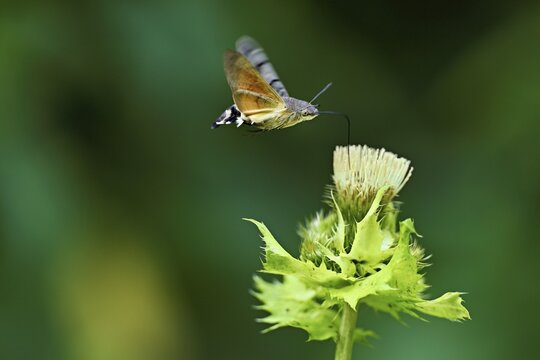 Dove's tail (Macroglossum stellatarum), flies on the flower of cabbage thistle (Cirsium oleraceum), Meienberg, Canton Aargau, Switzerland