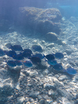 School of blue tang fish swimming in Mambo Beach