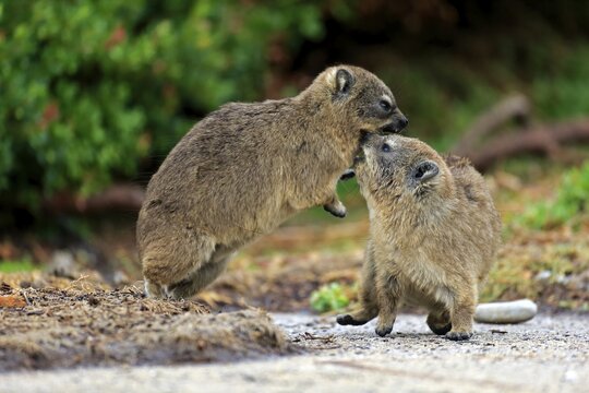 Rock Hyraxes (Procavia capensis), two young  quarreling or fighting, Betty's Bay, Western Cape, South Africa