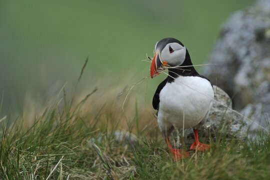 Puffins and puffin (Fratercula arctica), collecting nisting material