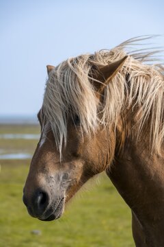 Brown Icelandic horse in a meadow, Iceland
