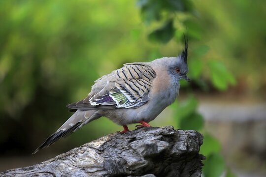 Crested pigeon (Ocyphaps lophotes), adult, South Australia, Australia