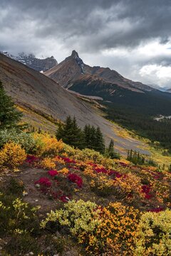 View to Mount Athabasca and Hilda Peak in autumn, Parker Ridge, Jasper National Park National Park, Canadian Rocky Mountains, Alberta, Canada