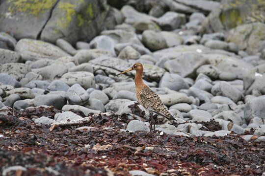 Black-tailed Godwit (Limosa limosa), Vatnsnes Peninsula, northern Iceland, Iceland, Atlantic Ocean