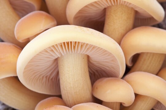 Winter Mushrooms (Flammulina velutipes), North Hesse, Hesse, Germany
