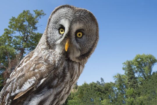 Great Grey Owl (Strix nebulosa), captive, Portugal