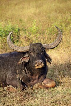 Wild water buffalo (Bubalus arnee), adult male, portrait, resting in grass, Yala National Park, Sri Lanka
