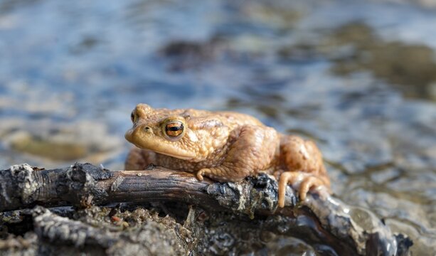 Common toad (Bufo bufo) in water, mating season, Stallauer Weiher, Bavaria, Germany