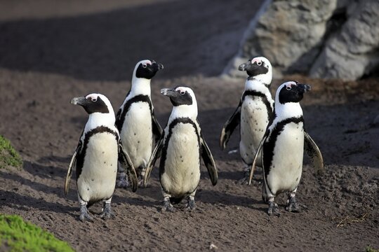 Jackass Penguins or African Penguins (Spheniscus demersus), on the beach, Stony Point, Betty's Bay, Western Cape, South Africa