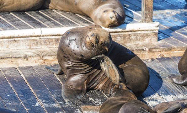 California Sea Lions (Zalophus californianus) at Pier 39, Fisherman's Warf, San Francisco, California, USA