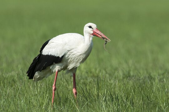 White Stork (Ciconia ciconia) feeding on prey, Burgenland, Austria