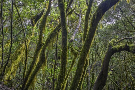 Laurel forest near El Cedro, Hermigua, La Gomera, Spain