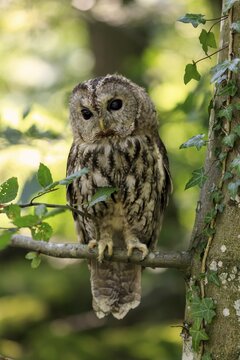 Tawny owl or brown owl (Strix aluco), adult, sitting on tree, Pelm, Kasselburg, Eifel, Germany