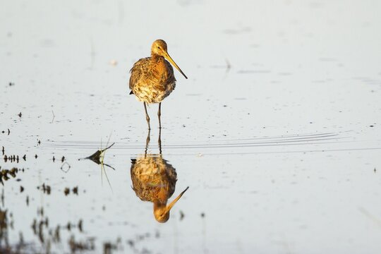 Black-tailed Godwit (Limosa limosa) foraging for food, Texel, North Holland, The Netherlands