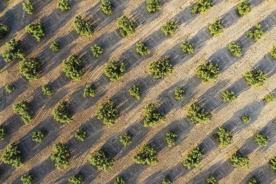 Cultivated olive trees (Olea europaea), aerial view, drone shot, C&oacute;rdoba province, Andalusia, Spain