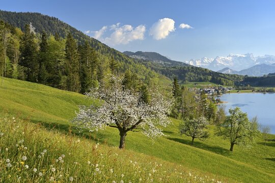 View of Morgarten at Lake Aegeri, in front of a blossoming cherry tree, behind the snow-covered Alps, Ober&auml;geri, Canton Zug, Switzerland