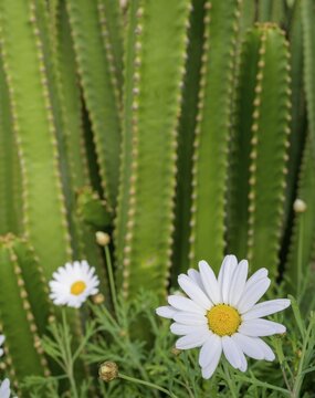 Marguerite and candelabra cactus, Las Manchas, Las Manchas, La Palma, Spain