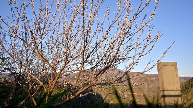 Bare branches with early blossoms frame a stone monument. Hills stretch under clear blue skies. Gentle sunlight highlights delicate blooms