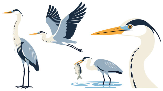 Grey heron bird illustrations set featuring standing flying and fishing poses.