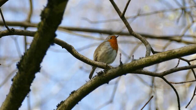 European robin (Erithacus rubecula) sitting on a tree branch in Zurich, Switzerland