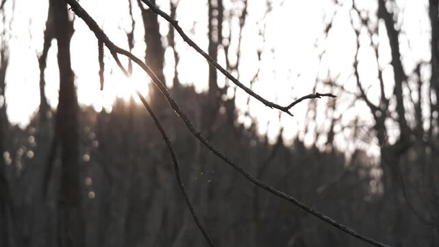 太陽を背景に冬枯れの森の木々のシルエット