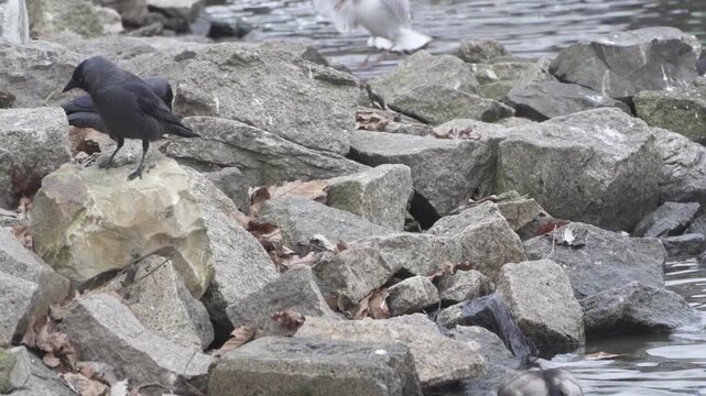 Black jackdaw foraging on rocky riverbank in winter. perches on large grey stones by the water's edge. It searches for food among the rocks and dry leaves along the river