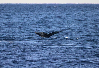 Fototapeta premium Humpback Whale Tail Above Pacific Ocean Surface